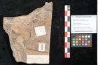 Foto (Detailansicht) von Quercus lonchitoides Ettingshausen (NHMW-GEO-2024-0188-10133)